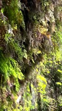Madeira Ormanı 'nda güneş tarafından aydınlatılan yemyeşil eğreltiotlarının yakın çekim görüntüleri, adalar içindeki karmaşık detayları ve hayat dolu yaşamı yakalıyor. Dikey video, Hikaye biçimi.