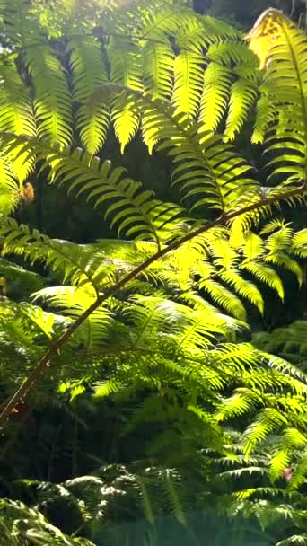 Video Detailním Záběrem Svěže Zelených Kapradin Ozářených Sluncem Madeirském Lese — Stock video