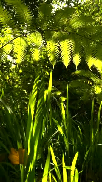Vidéo Montrant Gros Plan Fougères Vertes Luxuriantes Illuminées Par Soleil — Video
