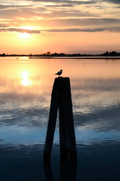 Silhouette of bird sitting on wooden pole in middle of calm lake against cloudy sundown sky