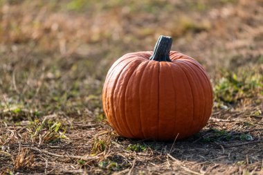 Taze portakal kabağı çiftlikte sonbahar günü tarım tarlasında kuru çimlere konur.