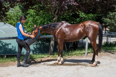Side view of young brunette giving bucket of water to bay horse to drink while taking care of animal on sunny day in yard