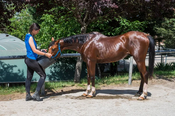 Side view of young brunette giving bucket of water to bay horse to drink while taking care of animal on sunny day in yard