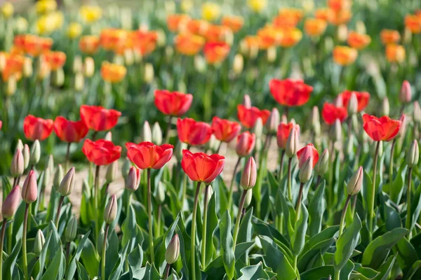 緑豊かなチューリップの花は 太陽の下で開花した草原とフィールドに赤い花弁を持ちます — ストック写真