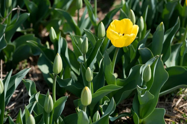 畑の晴れた春の日に葉や芽の中で成長する単一の黄色のチューリップの上から — ストック写真
