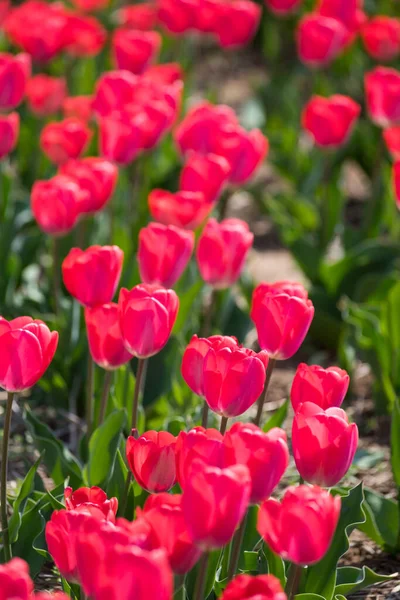 Foco Seletivo Abundância Flores Tulipa Vermelha Vívidas Com Folhas Verdes — Fotografia de Stock