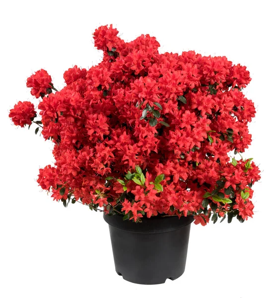 Flores Azáleas Vermelhas Brilhantes Florescendo Vaso Preto Com Folhas Verdes — Fotografia de Stock
