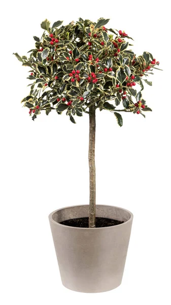 Świeża Roślina Holly Zielonymi Liśćmi Czerwonymi Owocami Umieszczonymi Ceramicznym Garnku — Zdjęcie stockowe