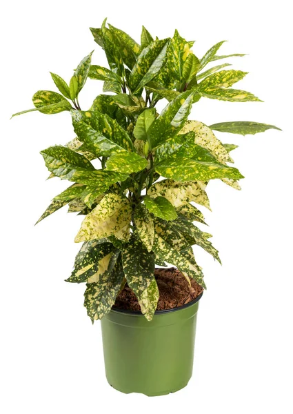 Растение Свежей Зеленой Золотой Пыли Пятнистыми Листьями Растущими Горшке Изолированы — стоковое фото