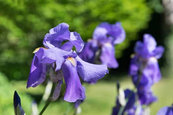 Close Opvallende Violette Gekleurde Iris Bloemen Groeien Een Weelderige Groene — Stockfoto