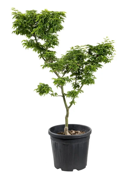 Fresh Green Maple Tree Verdant Leaves Growing Black Pot Isolated — Stock Photo, Image