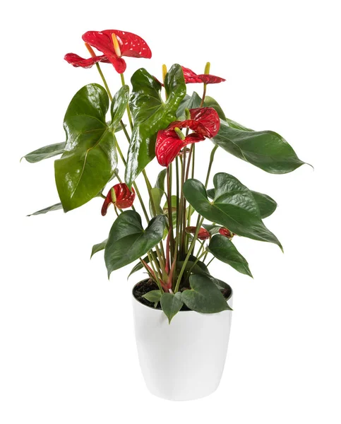 Świeży Delikatny Czerwony Kwiat Anthurium Zielonymi Liśćmi Rosnącymi Ceramicznym Garnku — Zdjęcie stockowe