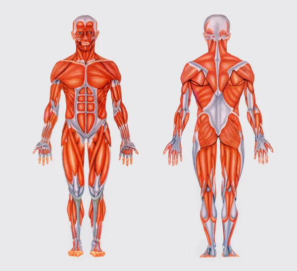 Prosty Rocznik Wykres Wizerunkiem Pełnej Anatomii Pokazując Mięśnie Ludzkiego Ciała — Zdjęcie stockowe
