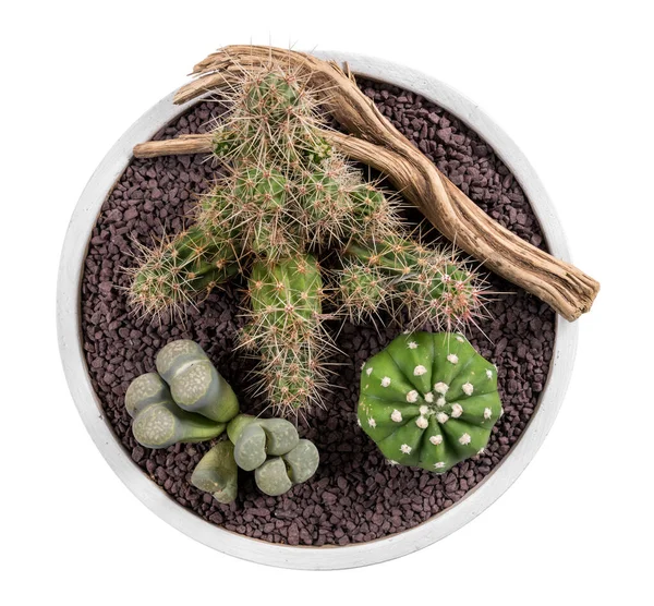 Vista Superior Composición Cactus Otras Suculentas Vegetando Cerca Rama Seca —  Fotos de Stock