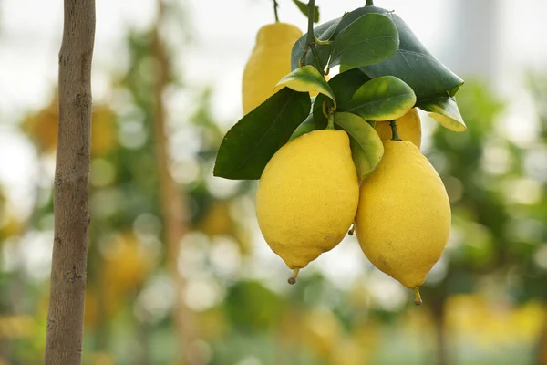 Dari Bawah Lemon Kuning Matang Tumbuh Cabang Pohon Dengan Daun — Stok Foto