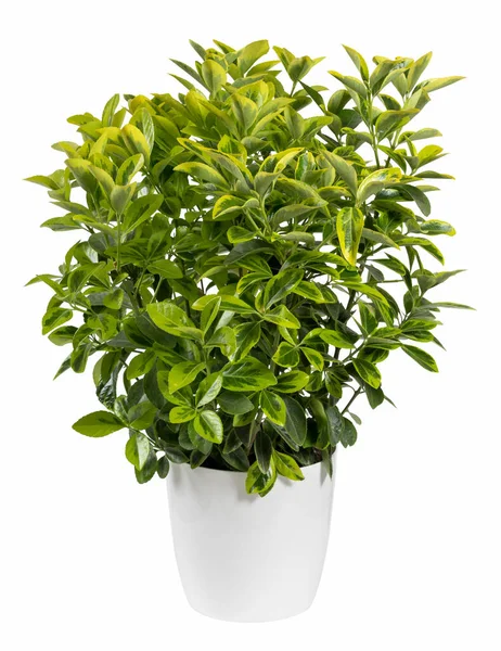 Isolated Lush Potted Euonymus Plant Fresh Verdant Leaves Vegetating White — Stock Photo, Image