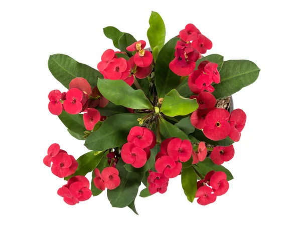 Top View Euphorbia Milii Gentle Red Flowers Verdant Leaves Isolated — Stock Photo, Image