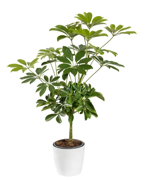 Planta Schefflera Verde Vaso Com Folhagem Exuberante Crescendo Vaso Isolado — Fotografia de Stock