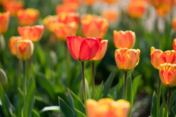 春と新しい季節の象徴的なフィールドで屋外に成長するカラフルなオレンジ色のチューリップ — ストック写真