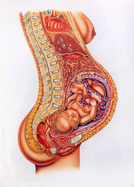 孕妇腹部脐带未出生婴儿的断面回顾图 — 图库照片