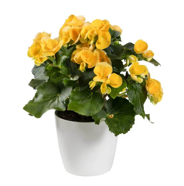 Florescimento Vaso Amarelo Begonia Elatior Com Botões Brilhantes Folhas Verdes — Fotografia de Stock