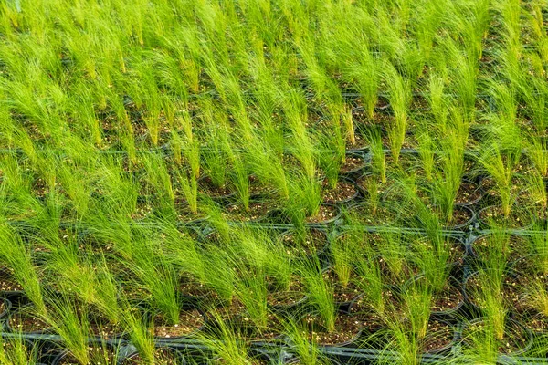 Desde Arriba Filas Hierba Cultivada Nassella Tenuissima Verde Creciendo Macetas —  Fotos de Stock