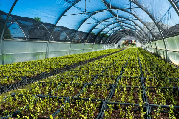 Interior Invernadero Gran Escala Con Hileras Plantas Jóvenes Creciendo Durante — Foto de Stock