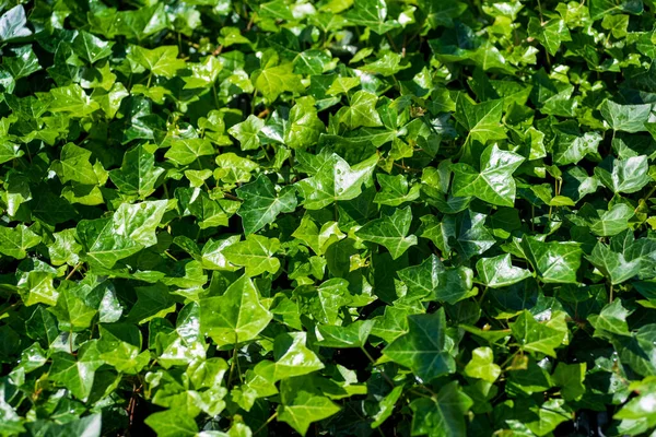 緑豊かなヘデラヘリックス冬眠植物のトップビュー自然背景として晴れた日に自然の中で成長する新鮮な光沢のある緑の葉 — ストック写真