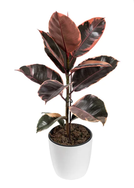 Ficus Elastica Ruby Red Green Leaves Growing White Ceramic Pot — Stock Photo, Image