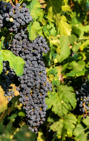 Sekelompok Anggur Hitam Matang Tergantung Dengan Daun Hijau Sementara Vegetating — Stok Foto