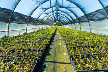 Perspective view of rows of verdant plants growing on soil in hothouse on sunny day clipart