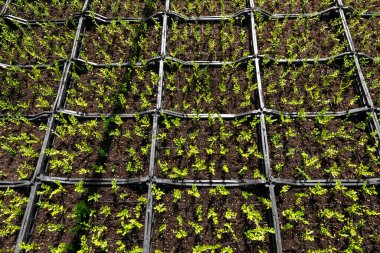 Yeşillik mevsiminde bahçecilik kompleksinde yetiştirilen yüksek açılı yeşil bitkiler.