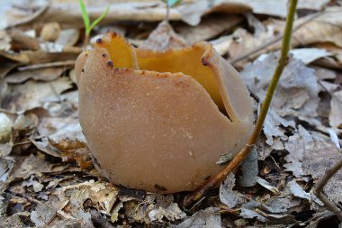 Bay Cup mantarı ya da Peziza Badia mantarının doğal yaşam alanındaki güzel bir örneği. Orman yoğun topraklarla kaplı. Burada, orman yolunda.