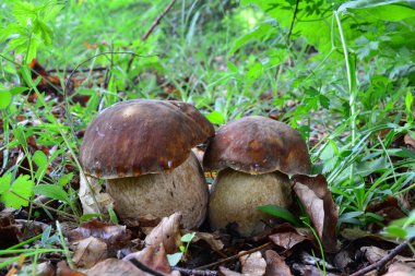 Boletus retikülatus ya da Summer Bolete 'nin iki güzel örneği. Doğal ortamdaki yenilebilir mantarlar.