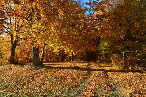 Droga Przez Górski Las Bukowy Pokryta Jesiennymi Liśćmi Słoneczny Przejrzysty — Zdjęcie stockowe