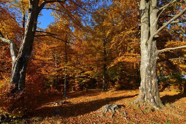 Oude Beukenbossen Een Zonnige Herfstdag Tegen Heldere Blauwe Lucht Goc — Stockfoto
