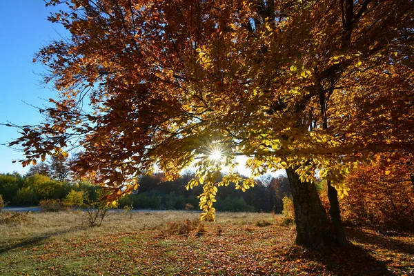 Buche Herbstfarben Gegen Gegenlicht Mit Sonnenstrahlen Durch Blätter — Stockfoto