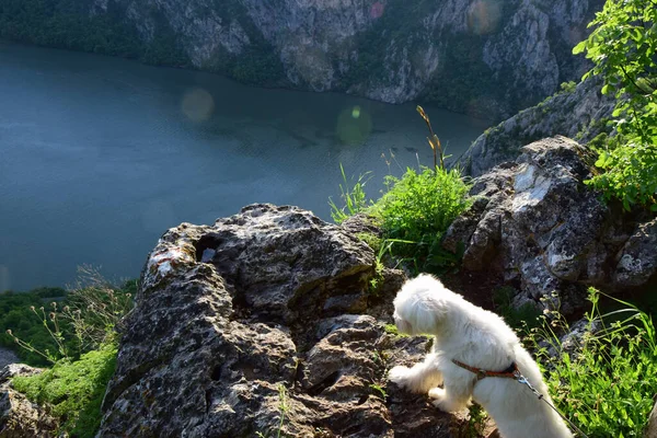 Djerdap Gorge Serbia Maltese Scout Dog Watches Danube Big Rock — Stock Photo, Image