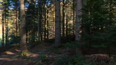 Dağ kayın ve köknar ormanlarında mantar avı ve dal ve köknar kozalakları arasında orman toprağında taze bir Porcini mantarı bulmak.