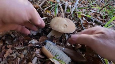 Genç bir boletus örneği, çimlerin arasında, ormanın her tarafını gösteriyor ve mantar temizliği için bıçak ve fırça hazırlıyor.