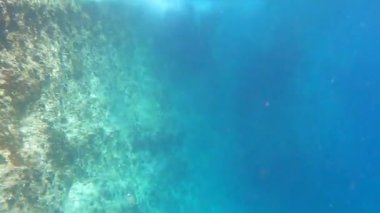 Aliki, Thassos adasındaki antik bir taş ocağının kenarında şnorkelle yüzmek ve büyük bir Medregal balığından (Akdeniz kehribarı, Seriola marangozu) oluşan bir okulun aniden ortaya çıkması, dalgıcın etrafında çember oluşturması.