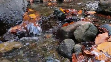 Berrak ve soğuk bir dağ deresi, kayaların ve düşen sonbahar yapraklarının üzerinden akar, yakından bakar. 