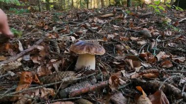 Porcini mantarı (Boletus edulis), dallar ve köknar kozalakları arasında zengin orman toprağında yetişen kısmen temizlenmiş ve toplanmış genç ve güzel bir tür.