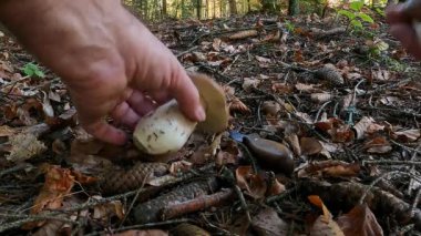 Porcini mantarının detaylı temizlenmesi için mantar fırçası kullanılıyor.