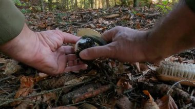 Porcini mantarının detaylı temizlenmesi için mantar bıçağıyla soyuluyor, miselyumu korumak için yerdeki deliği dolduruluyor. 