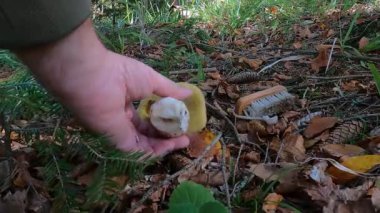 Boletus Edulis mantarı toplandı ve temizlenmiş numunenin her tarafını gösterdi.