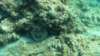 Bir ahtapot, dokunaçları Yunanistan 'ın Thassos adası Alyki' de korunaklı bir konuma çekilerek deniz tabanında hareket eder.