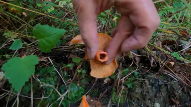 Doğal ortamında Lactarius Deliciosus ya da Saffron Milkcap 'ın güzel bir örneğini alıp gösteriyor.