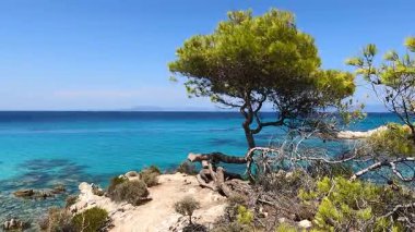 Arka planda fotojenik deniz çamı ib, mavi deniz ve Atos Dağı ile Yunanistan 'ın Sithonia kentindeki Mega Portokali plajının sakin manzarası