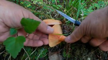 Yaban mantarları toplanıyor, iki güzel Lactarius Deliciosus ya da Saffron Milkcap numunesi, yaralanma ve kesiklerle görülebilen portakal sütü, doğal yaşam alanı.
